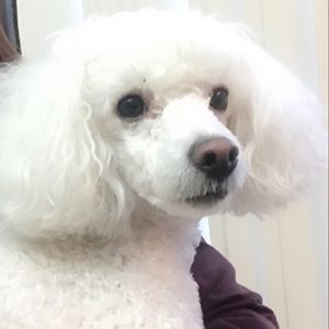 Meet your Posher, Bich